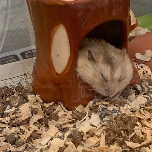 仓鼠因衰老而嗜睡,主人虽想尽方法,但依旧无法阻挡鼠鼠的离去_寿命_离