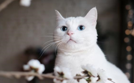 猫一只眼睛半睁是怎么回事？宠医：可能是菌类感染！