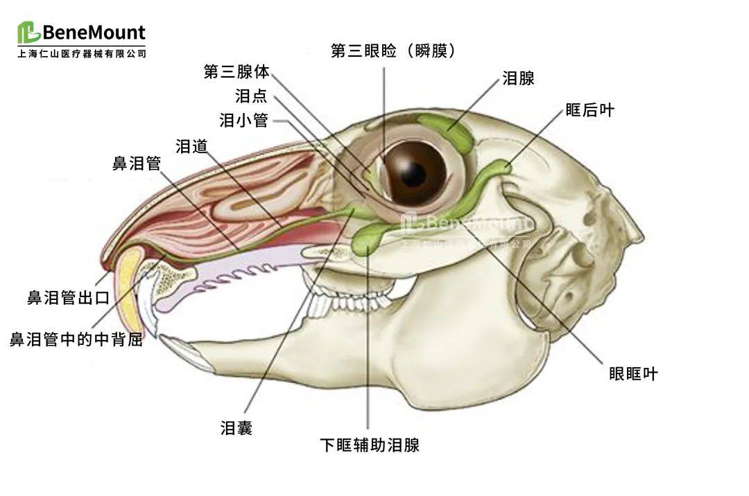 实验动物|兔眼解剖结构,生理参数及眼部疾病模型_兔子_眼压_视觉