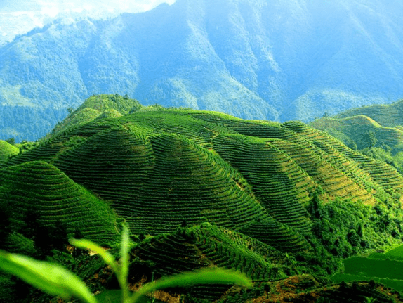 丹寨茶园风景秀丽,改良老茶园引进新"品种"_茶叶_进行_森林