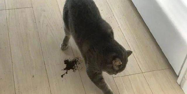 猫咪经常对着食物做出“埋屎”的动作，啥情况啊到底？