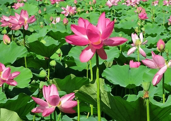 9月份开始，4属相桃花旺盛，喜事临门，爱情甜蜜，生活顺心如意