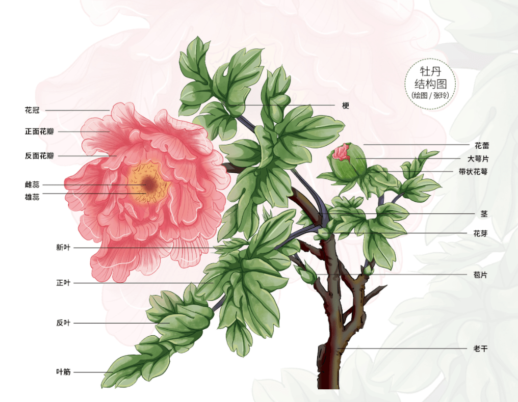 牡丹_花瓣_花朵