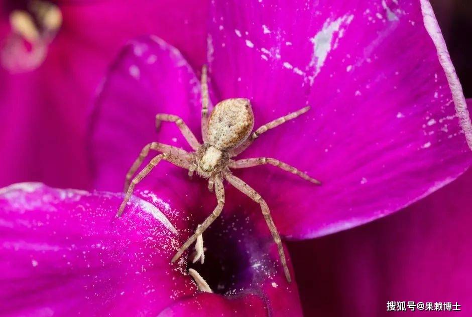 区分蜘蛛和昆虫：生物分类学上有何不同？生命周期有何差异？_手机搜狐网