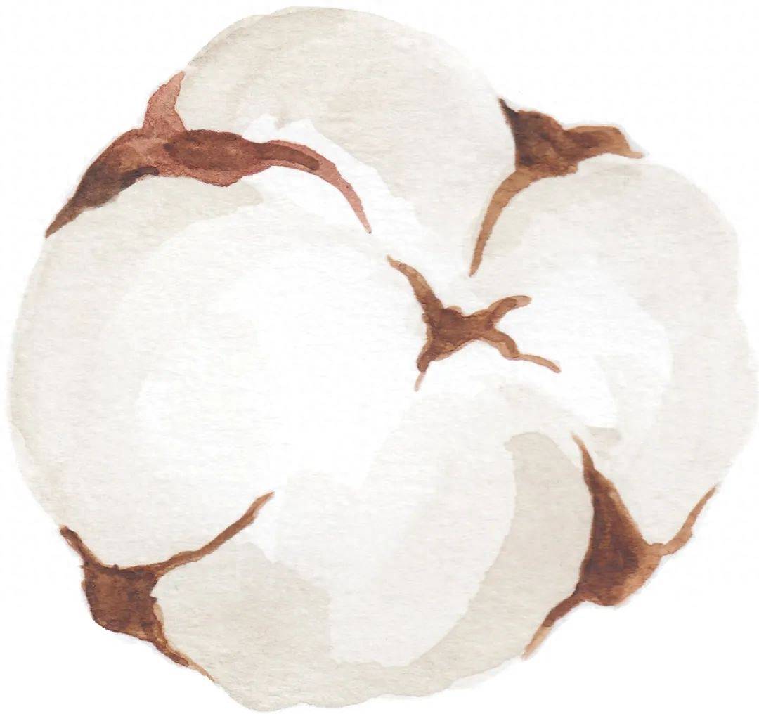 地球知识局_棉花_种子_生命