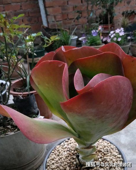 这种多肉南非大片大片生长,叶子红彤彤似蒲扇,小盆完全养不了_唐印