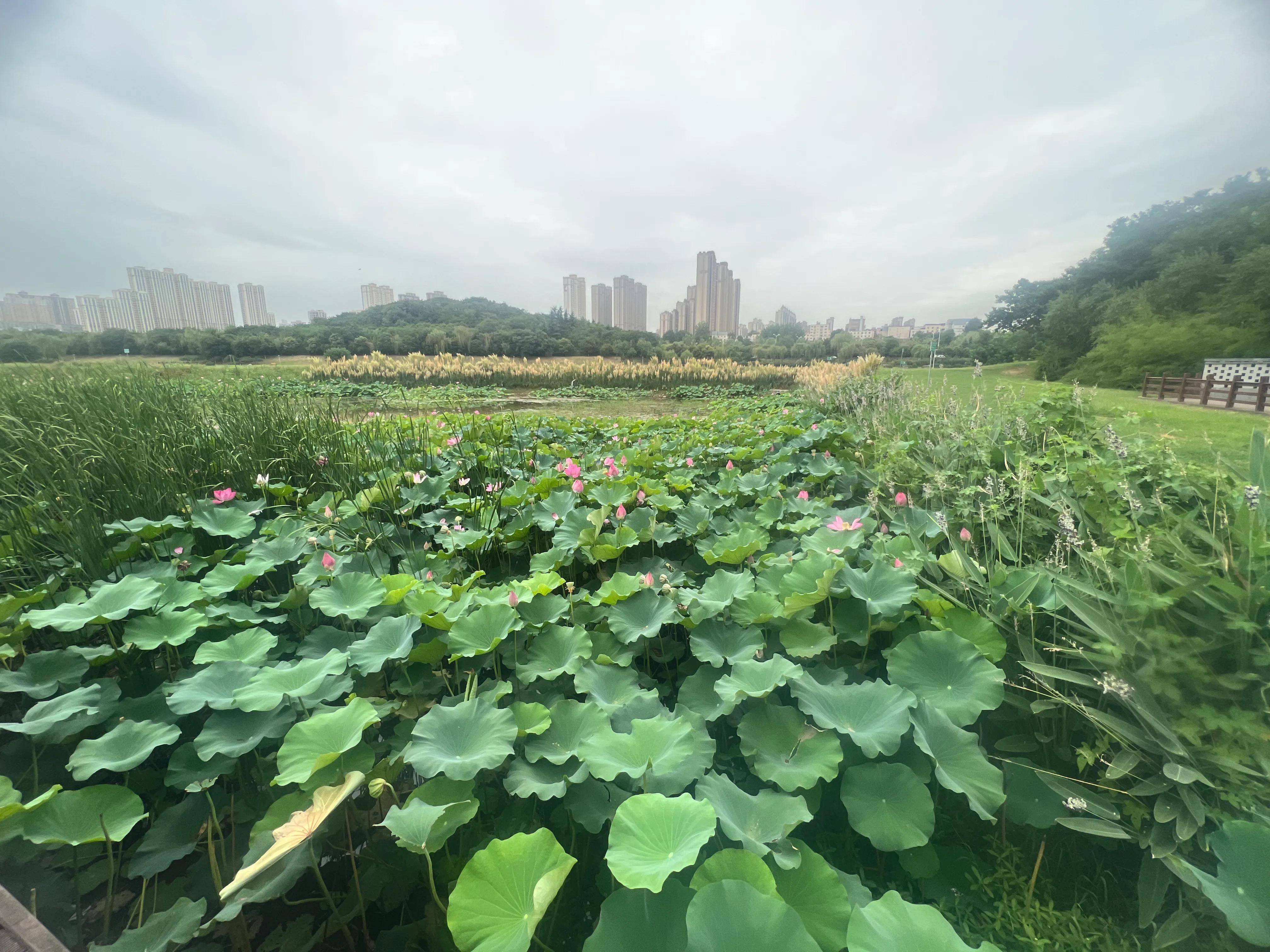 浐灞桃花潭公园图片