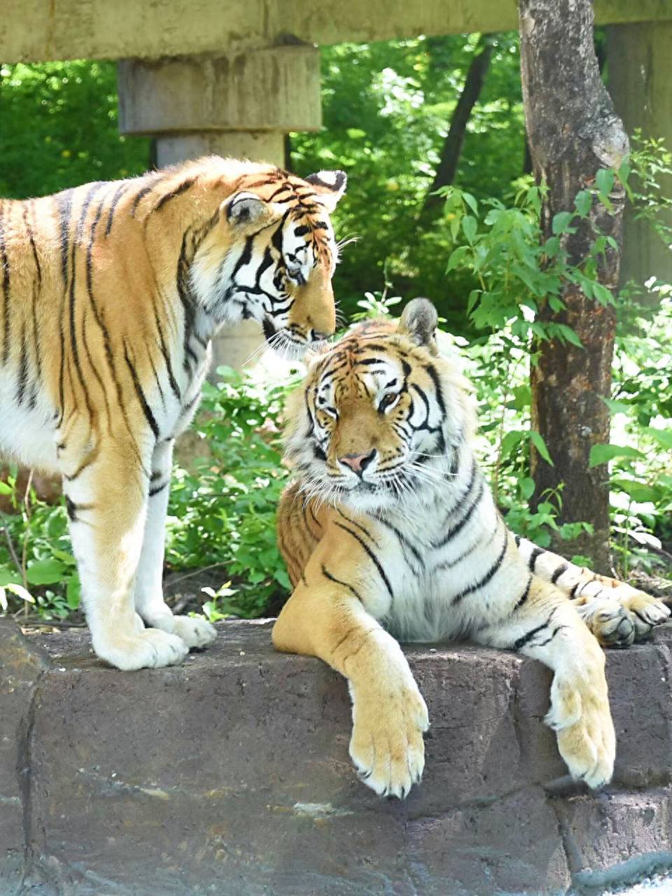 陪伴,相守, 呵护 七夕,动物们花式秀恩爱!