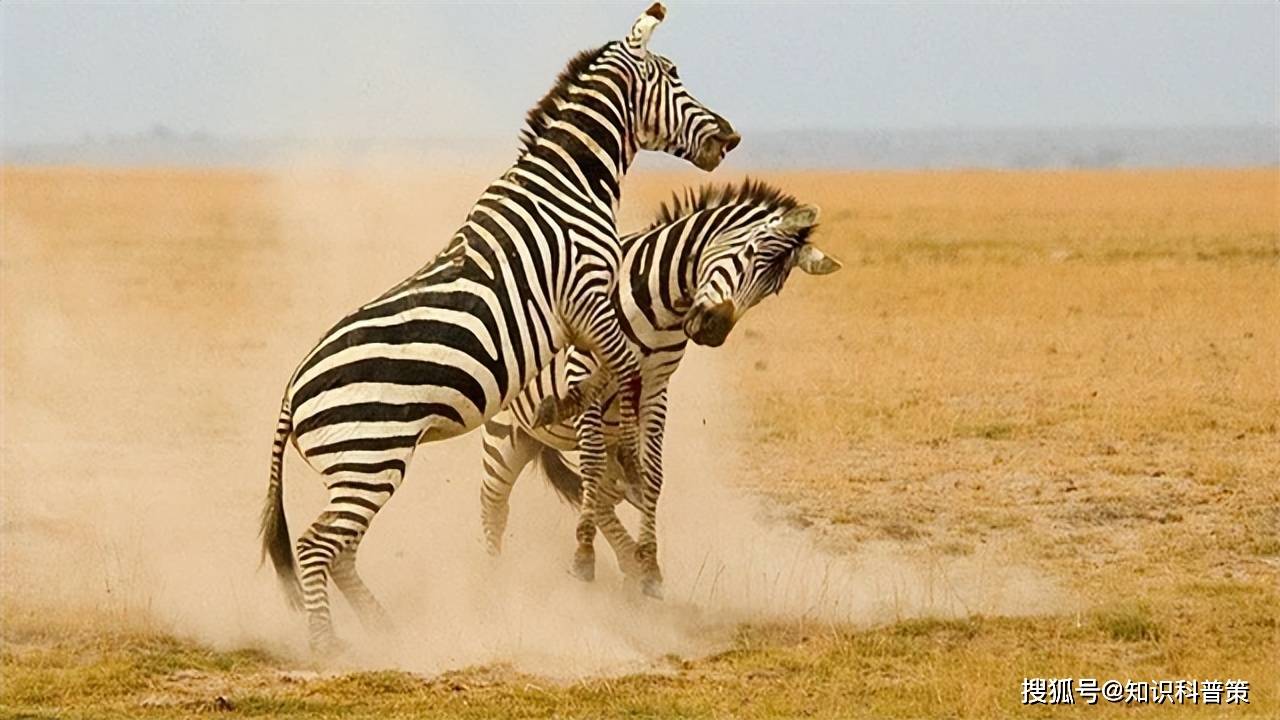 例如,19世纪时,英国动物学家沃尔特·罗斯柴尔德就成功地用四匹斑马