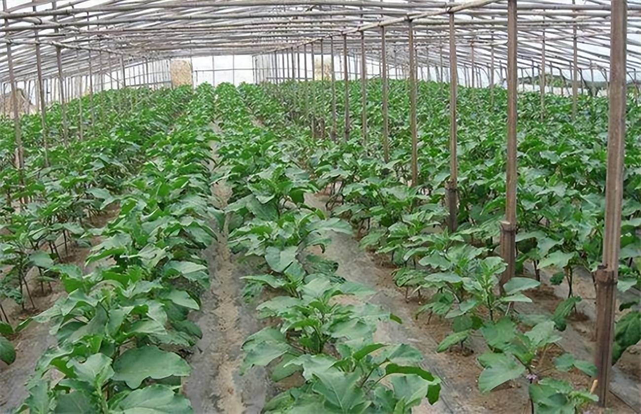 茄子种植如何培育壮苗,植株调整,巧用肥水,小妙招你采用了几个