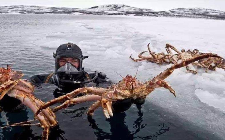 隨著氣候條件的改變,巴倫支海的海水溫度和鹽度產生了顯著的變化.