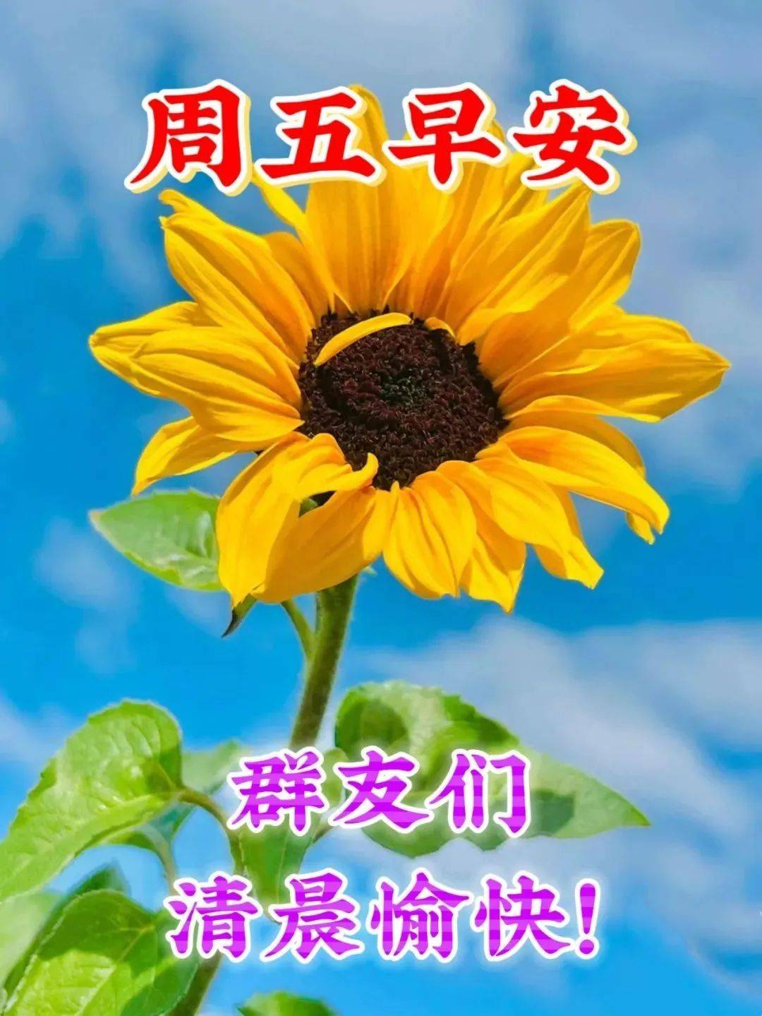 原创            8月25日周五早上好，唯美祝福语图片带字