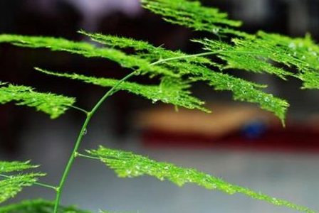 1剪刀再加"1勺料",两周后满盆爆"新芽"_植株_补充_硫酸亚铁