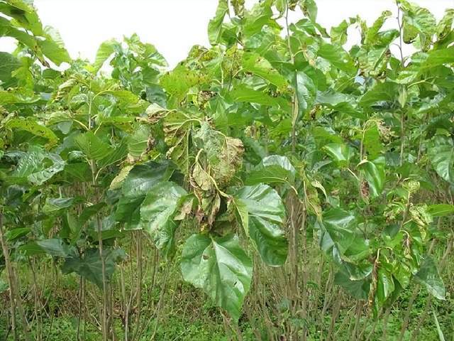 常见桑树病害识别及防治之桑褐斑病_云南省_桑园_病菌