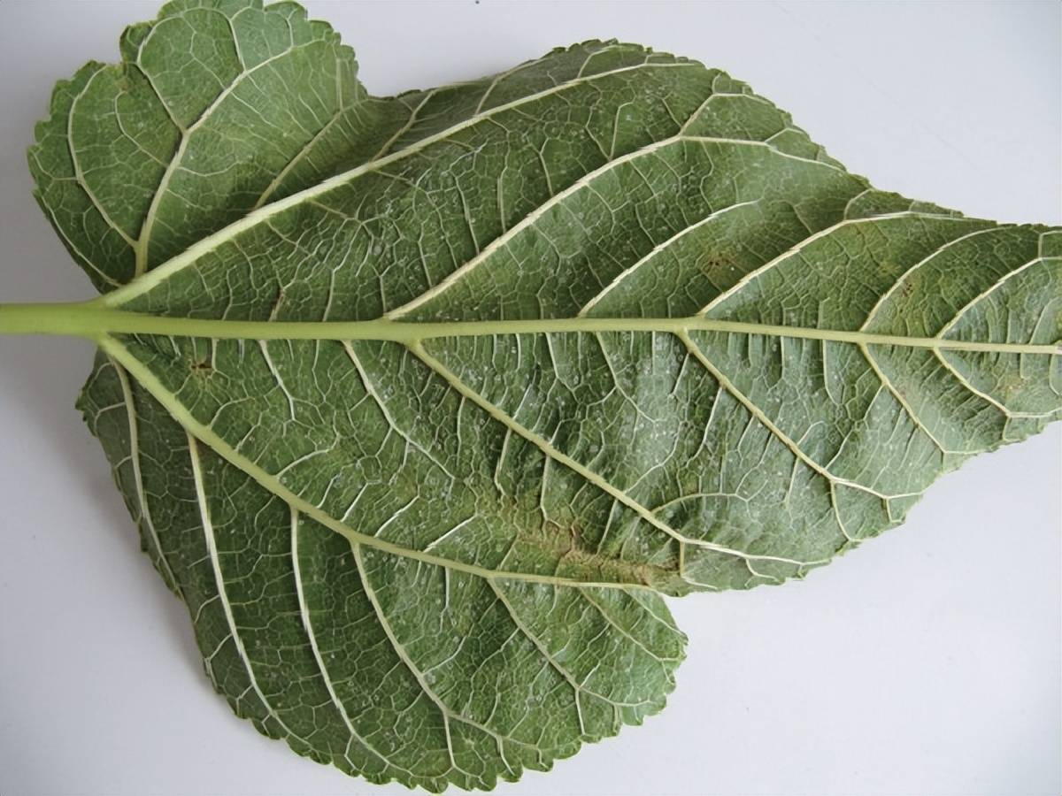 常见桑树虫害的识别及防治之桑粉虱_危害_幼虫_嫩叶