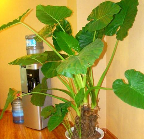 快来种这4种绿植盆景,叶子可真好看!_白掌_植物_人体