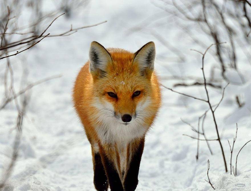 "狐仙"怎么成为保家仙的,为是么是"家仙之首"?_朱元璋_东北_员外