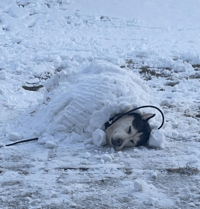 哈士奇特别喜欢在雪里玩,主人就陪它躺在雪地上一起打滚儿_sakari