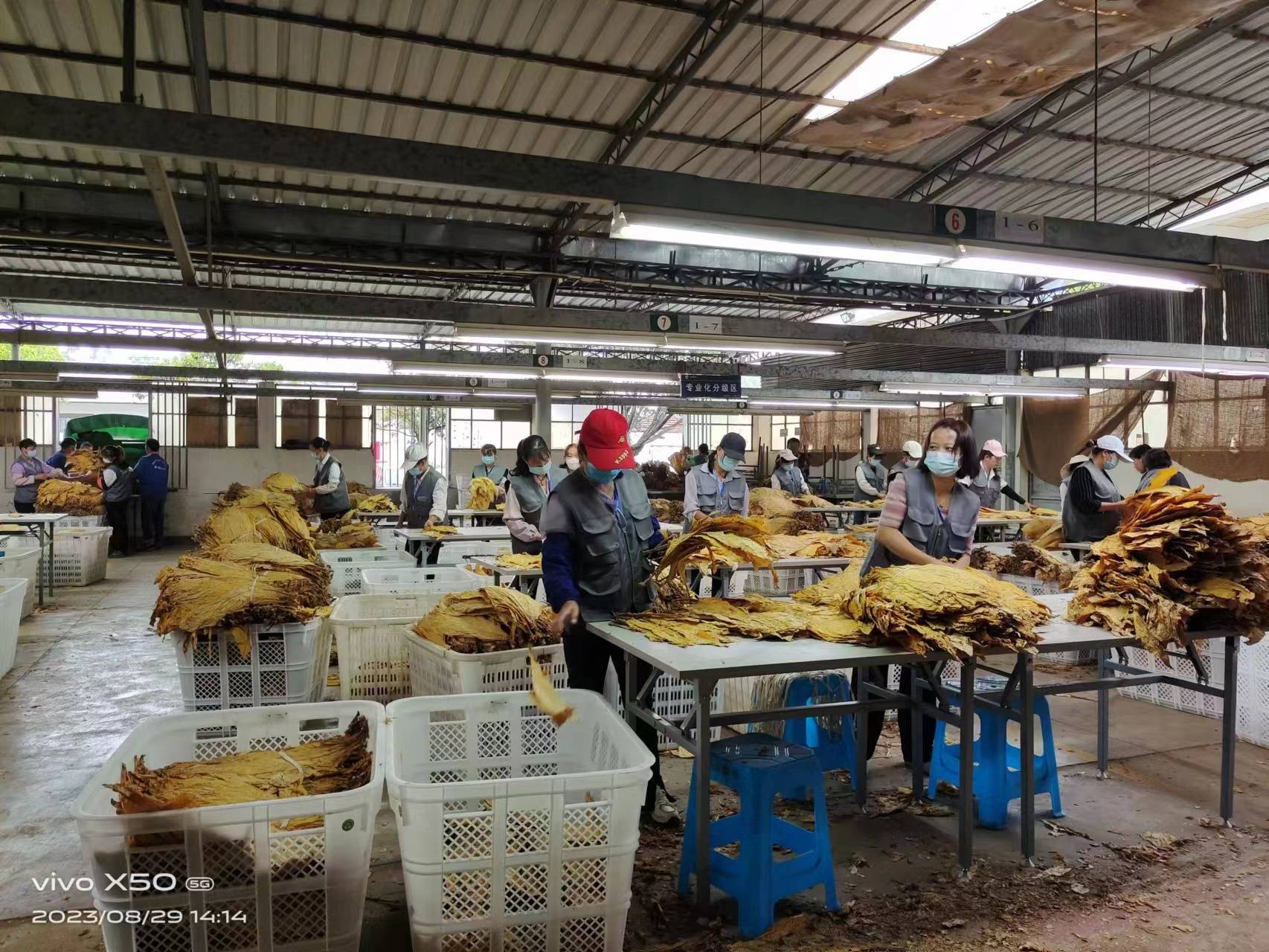 金叶满目 烟香扑鼻 汉庄镇烤烟收购开始啦!_烟叶_工作_管理