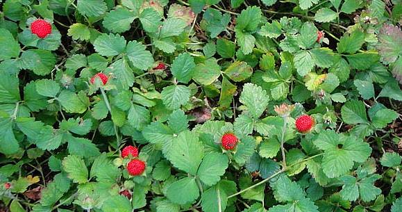 农村草丛中的蛇莓能吃吗?_研究_实验_田野