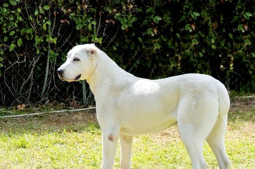 俄罗斯犬盘点 俄罗斯有哪些狗是比较出名的!_萨摩耶_能力_玩具