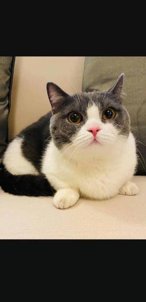 肖战的猫咪叫"坚果",长得憨厚可爱,难怪他那么喜欢,"坚果"是蓝白曼基