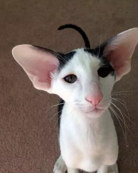 这些长相奇异的猫咪你吸得起来吗?