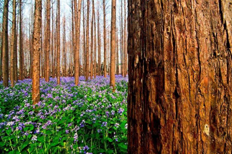 水杉还具有很高的观赏价值.