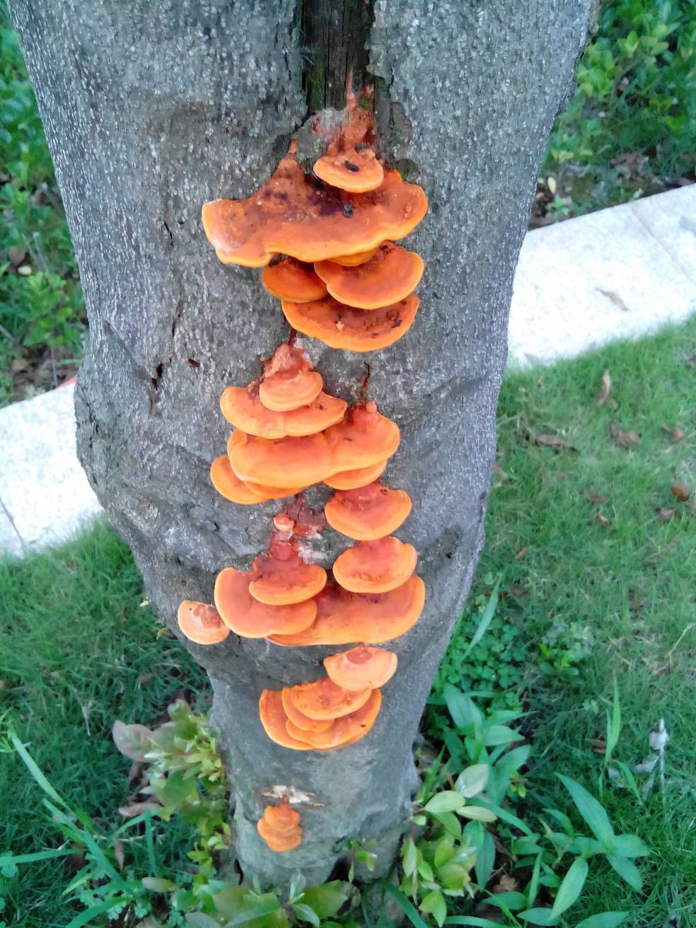 湖北兴茂农业发展有限公司的红栓菌种植前景很好_保价_红松_无土栽培