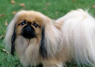 越来越少,首先就是现在的京巴很多都是混血,纯种的京巴稀少且价格昂贵