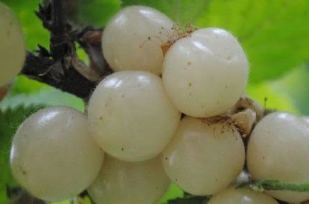 白珍珠樱桃品种介绍图片