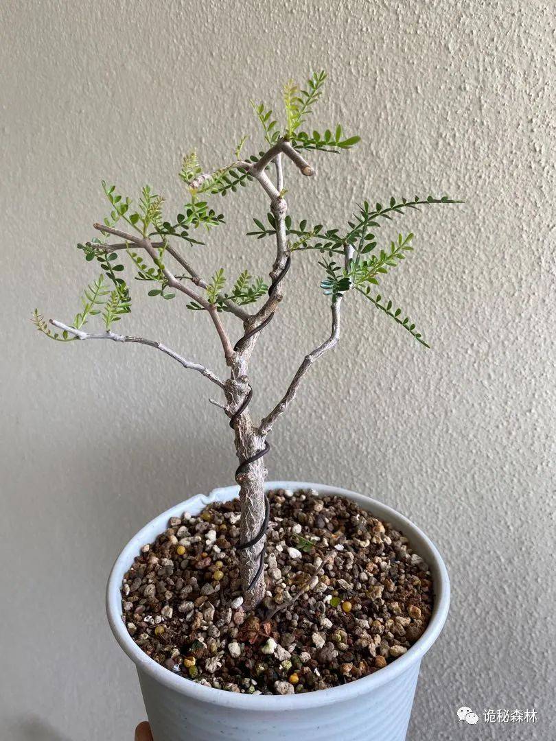 潮流块根——象足漆树(operculicarya pachypus)_马达加斯加_植物