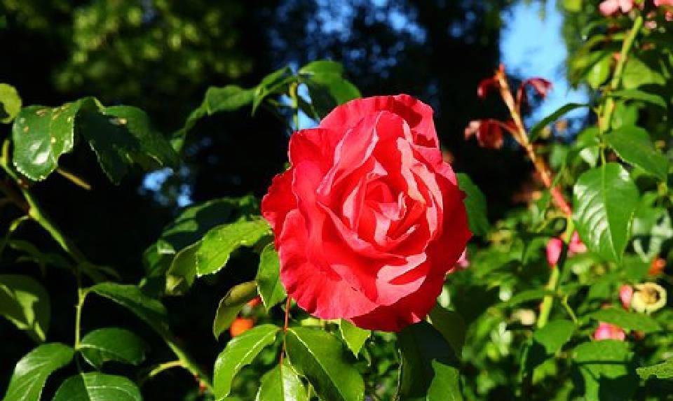 简短又优美的句子，每句话都有内涵，很适合发朋友圈