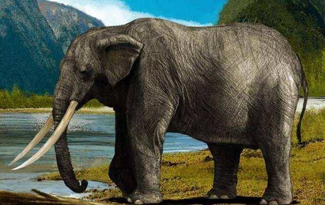 专家拿走进行化验检测,最后得出的结果是这些骨头是东方剑齿象的象牙