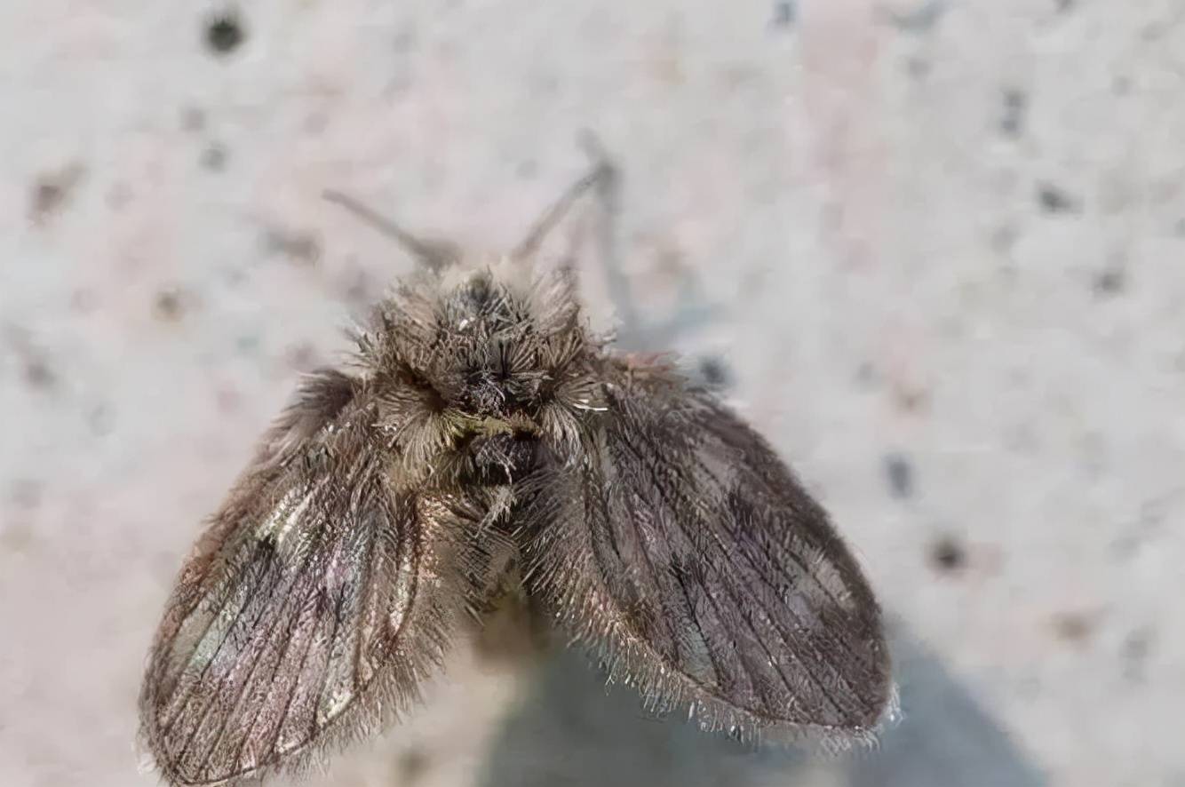 蝴蝶和飞蛾身上的粉末有毒?老人常说粉末进嘴变哑巴,是真是假?