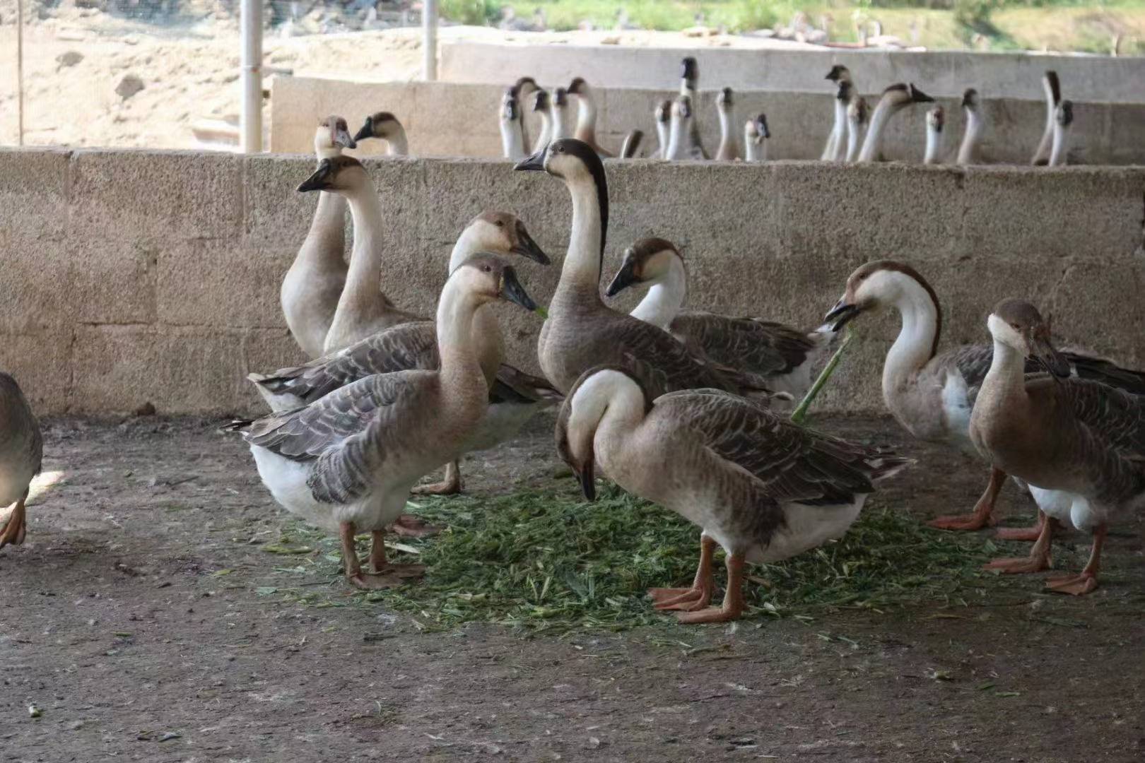 种草,微贮发酵牧草养鹅:投资少,成本低,周期短,收益高,肉质好