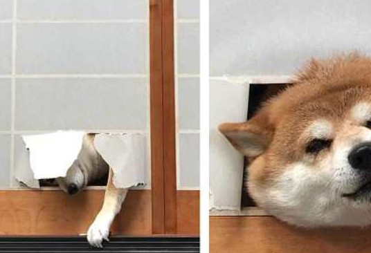 柴犬把铲屎官的窗户纸捅破了,小表情亮了:是窗户先动的手_狗狗_主人家