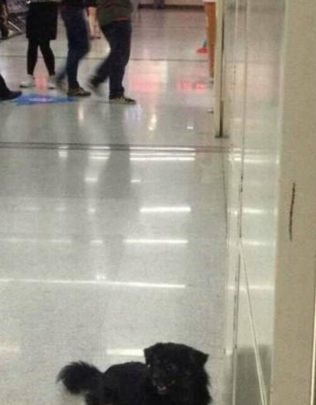 主人晕倒被救护车拉走,狗狗追了一路,趴在急诊室门口不愿离开 主人晕倒被救护车拉走,狗狗追了一路,趴在急诊室门口不愿离开