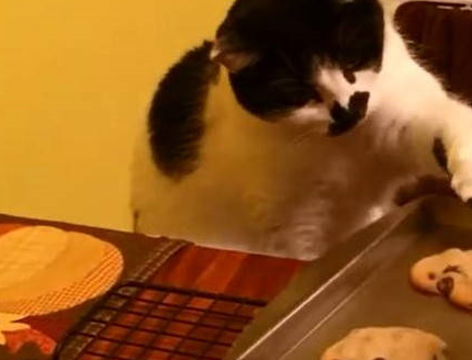 猫老大每天欺负家里其他喵，乐在其中，主人都快要崩溃了 