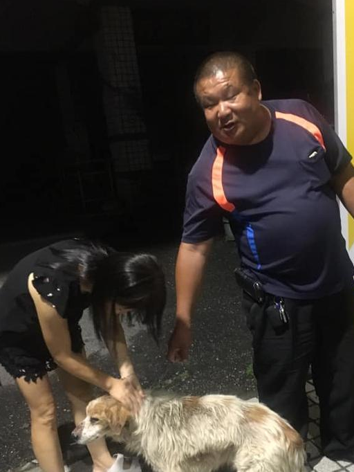 流浪狗误闯马路，好心人停车救狗狗，后面一排车静静等待获赞 