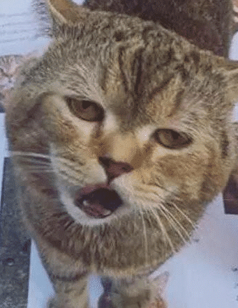 主人带猫出去玩却把猫丢了，猫咪一脸不满地铲屎官控诉：跑哪去了 