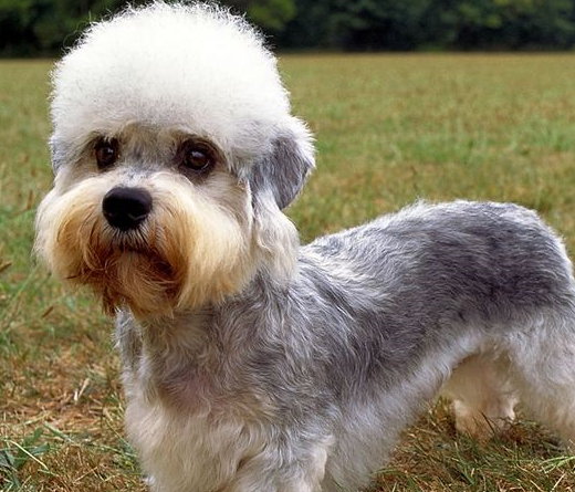 同样是梗犬,这种狗狗数量稀少,名字由来还大有来头_丹迪丁蒙_英国