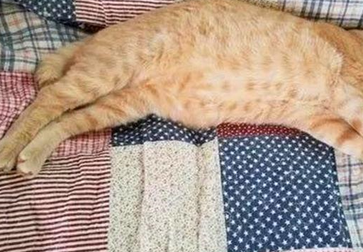 主人将瘦小橘猫交给奶奶,不想短短三个月,“橘猪”已收获啤酒肚 主人将瘦小橘猫交给奶奶,不想短短三个月,“橘猪”已收获啤酒肚