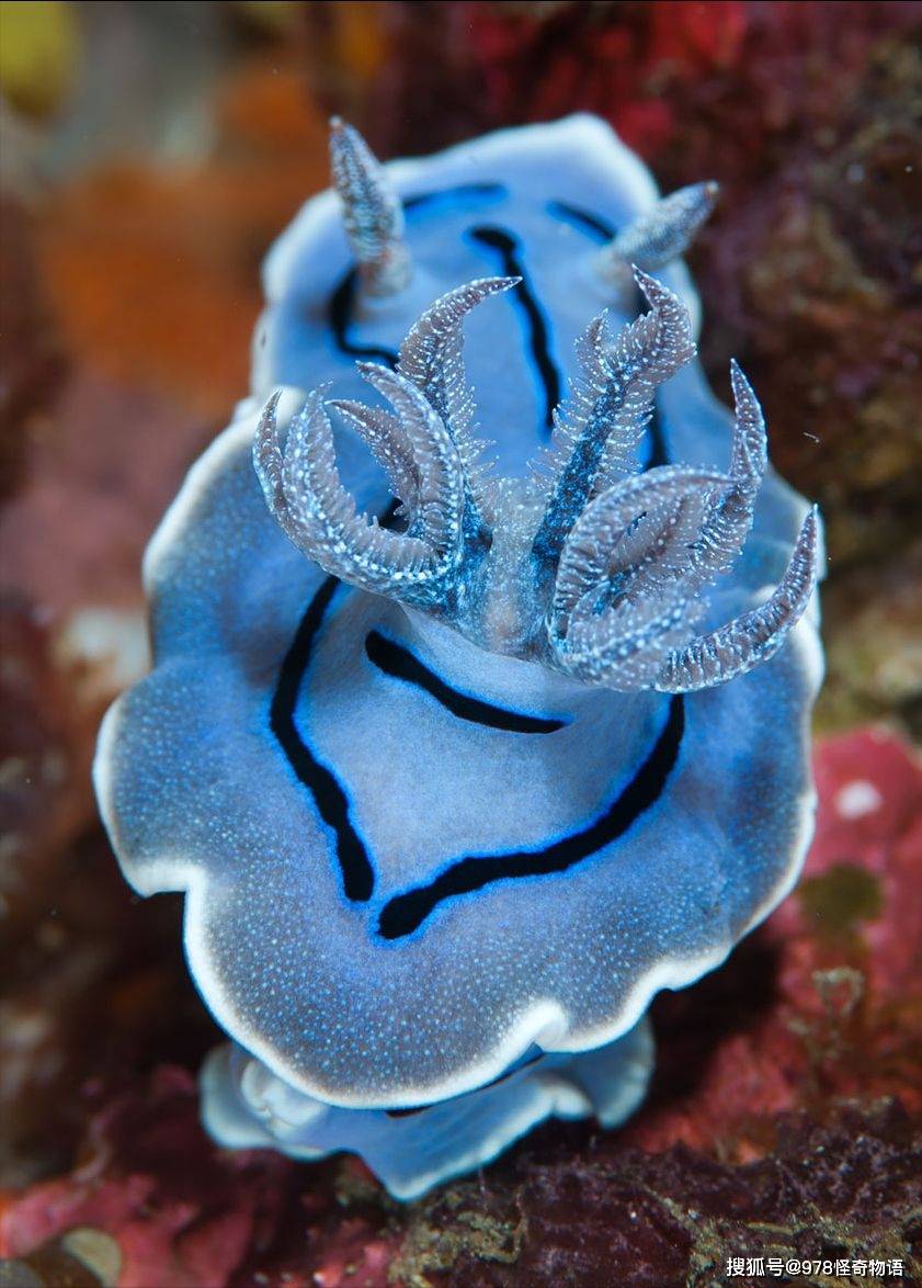 willans chromodoris(学名chromodoris willani)是一种多彩的海蛞蝓