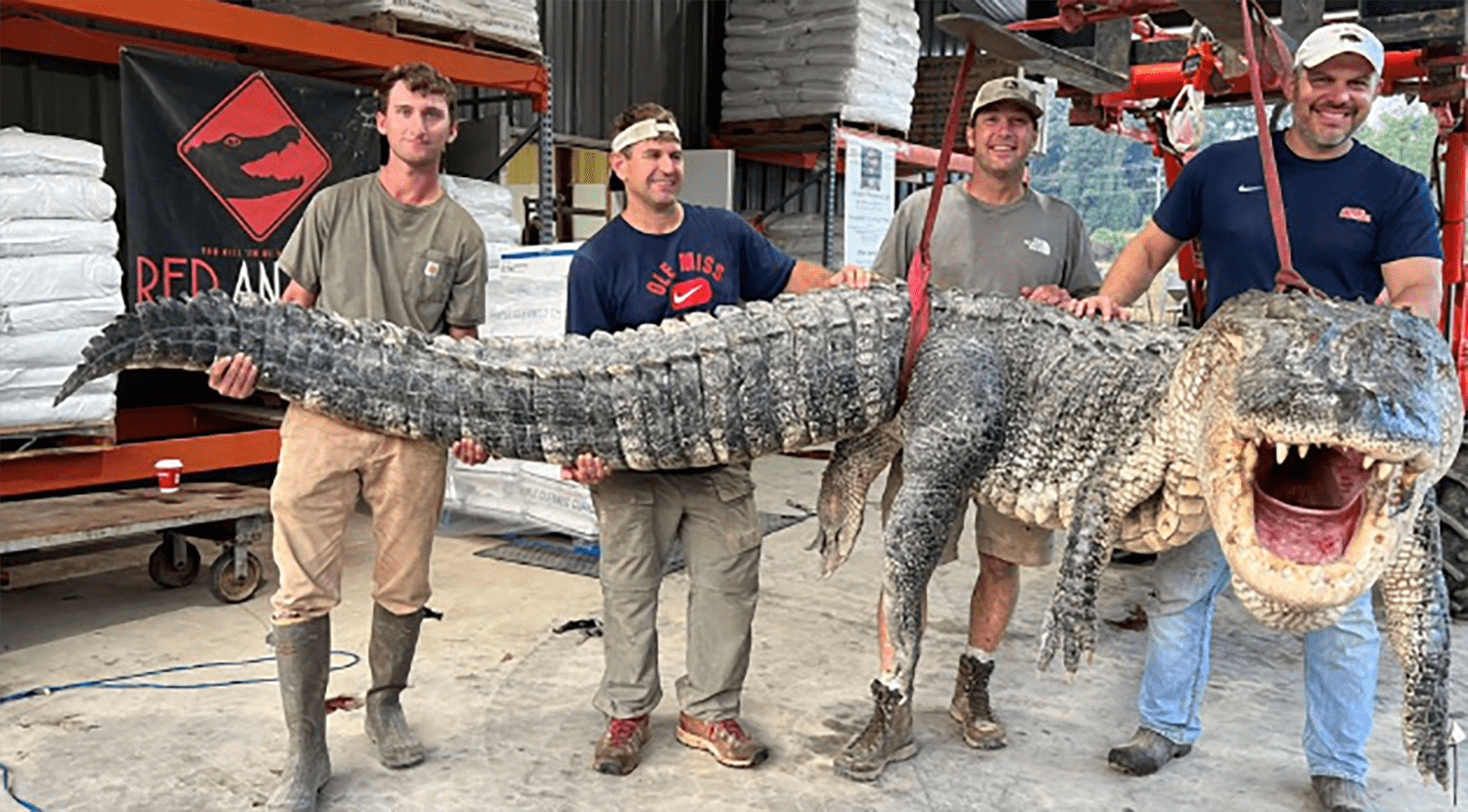 密西西比州捕获364公斤重鳄鱼,打破当地最长鳄鱼纪录_体型_体长_体重