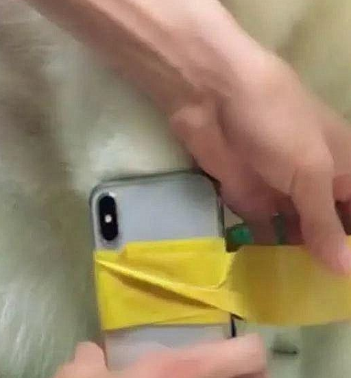 小伙将手机绑狗腿上，以为可以增加步数