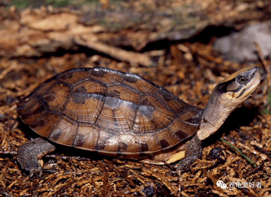 常见国龟大比拼,优缺点全面解析_环境_生活_很高的