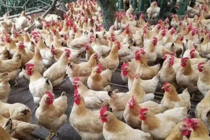 鸡球虫病反反复复怎么办？养殖生物郑州 