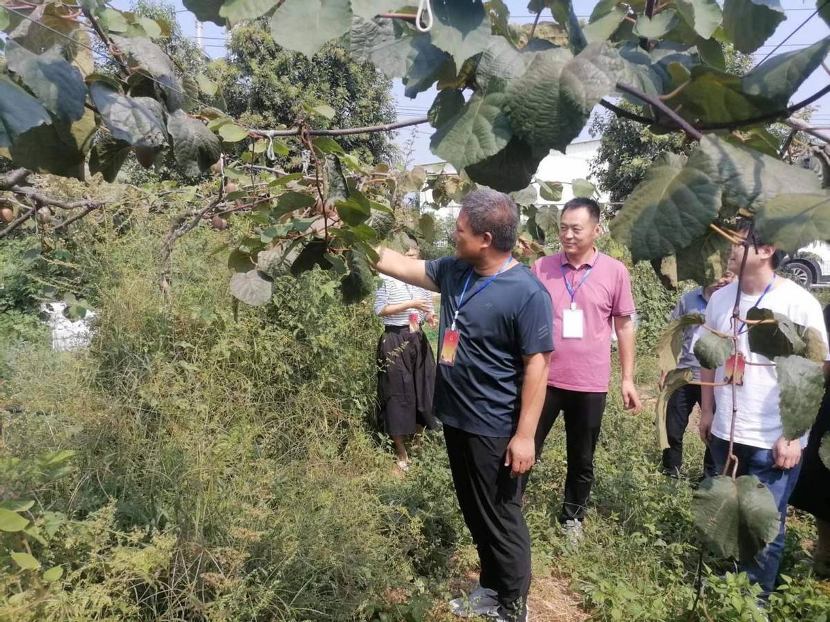 邓州市十林镇:人大代表扎实开展产业奖补项目验收视察工作_建设_乡村