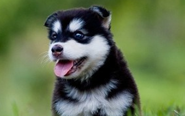 哈士奇其实不是什么犬种,而是一个统称,他们智商真的这么低吗?